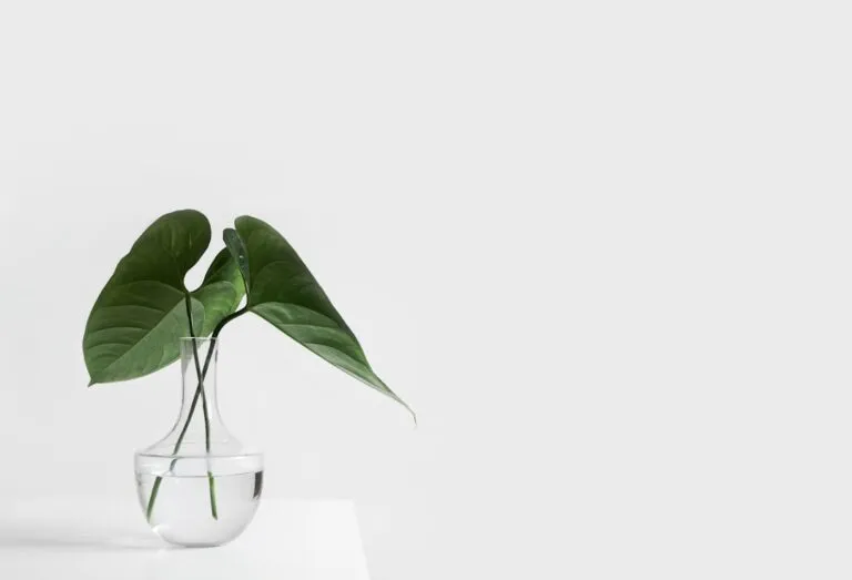 Photo E-commerce website