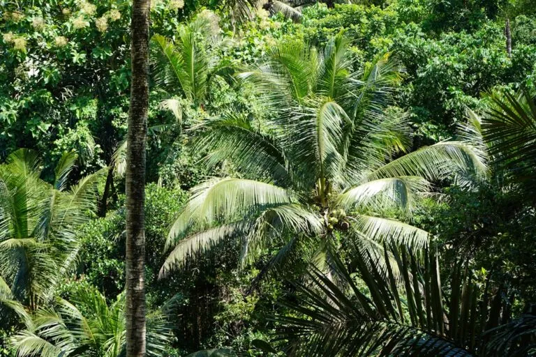 Destinații exotice pentru aventurieri: Descoperă lumea! Photo Tropical paradise