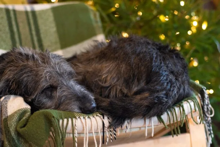 Photo Cozy armchair