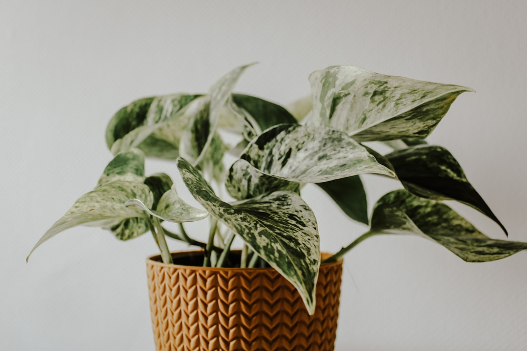 Photo decorate house with easy to maintain plants