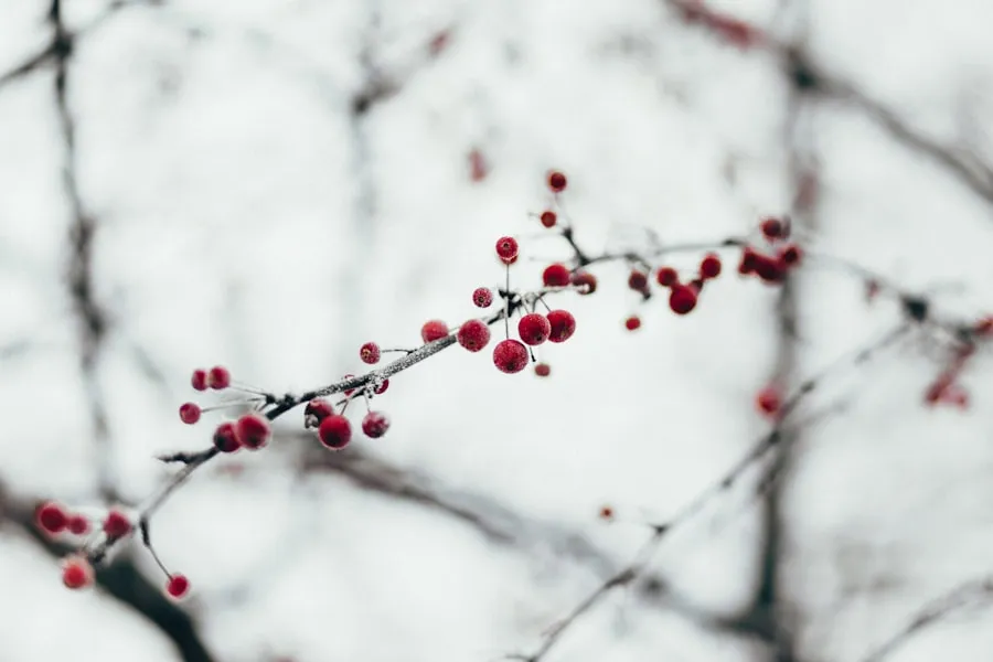 seasons