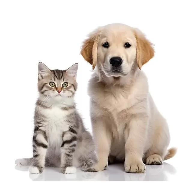 Animalul de companie si zilele de concediu