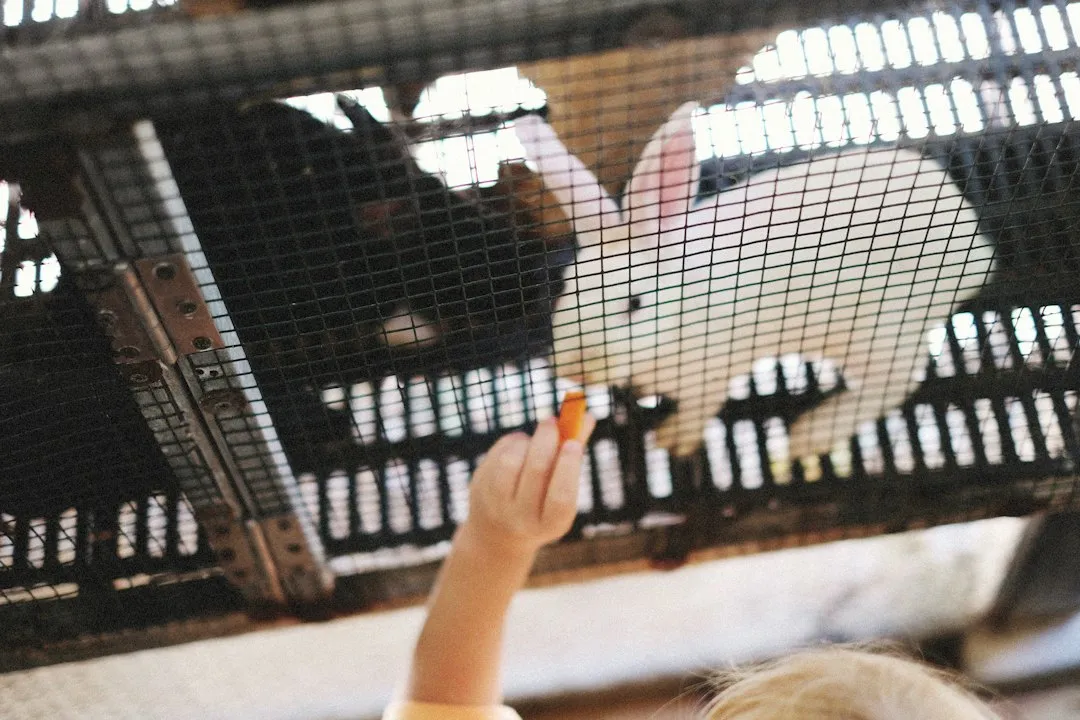 Photo play therapy with children and animals